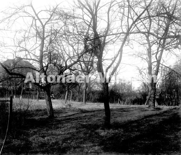 Othmarschen, Schmarotzermispeln in Röpers Garten in Othmarschen