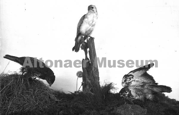 Mäusebussard