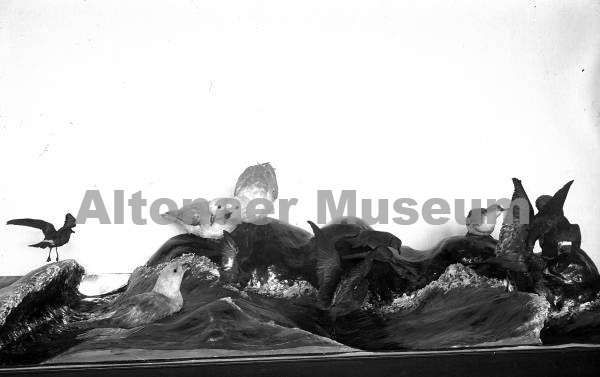 Sturmschwalbe, Eissturmschwalbe, Wasserscheerer