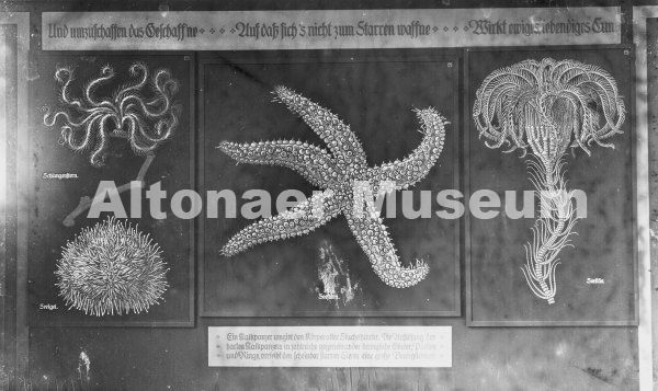 1. Schlangenstern und Seeigel, 2. Seestern, 3. Seelilie