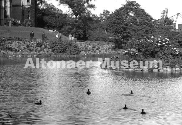 Donnerspark, Wildenten auf dem Teich