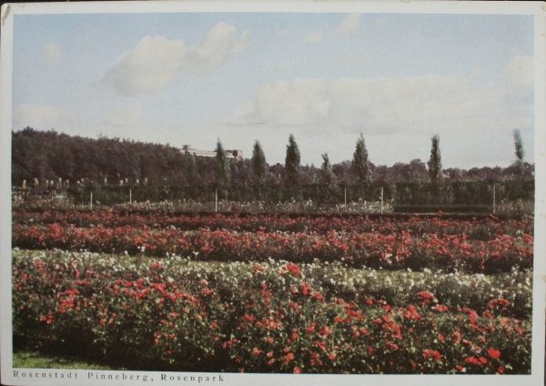 Rosenstadt Pinneberg, Rosenpark