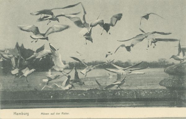 "Hamburg Möwen auf der Alster"