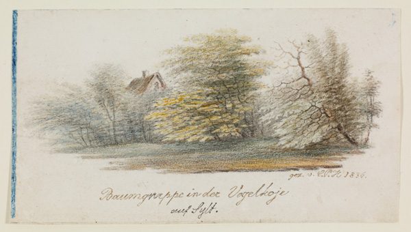 Baumgruppe in der Vogelkoje auf Sylt