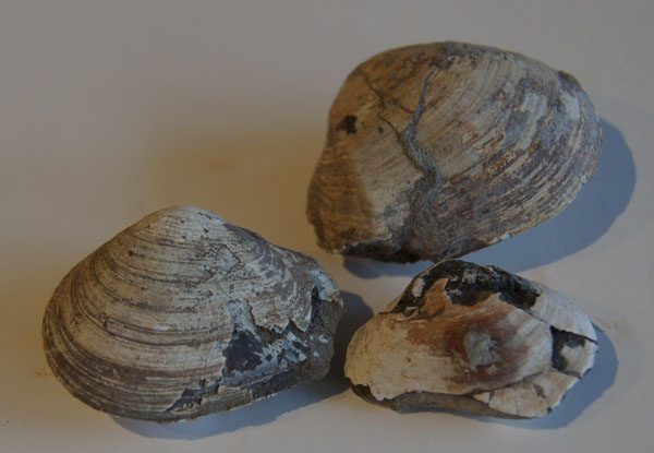 Slider Bild - http://www.europeana.eu/rights/rr-r/