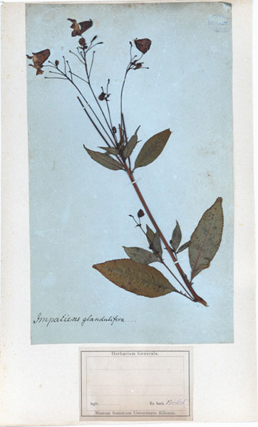 Impatiens glandulifera