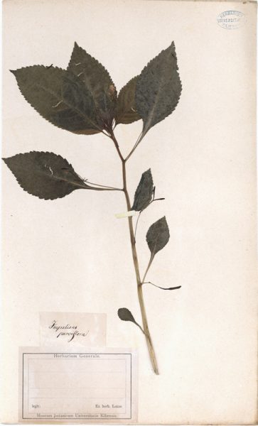Impatiens parviflora