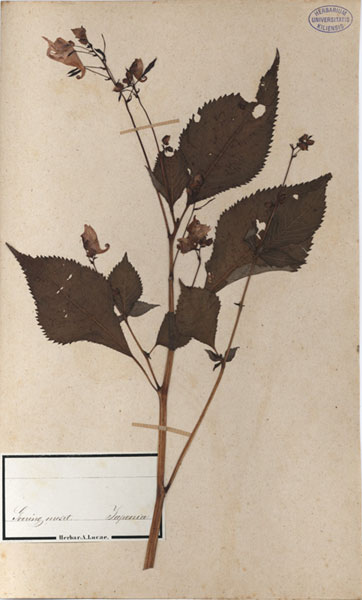 Impatiens spec.