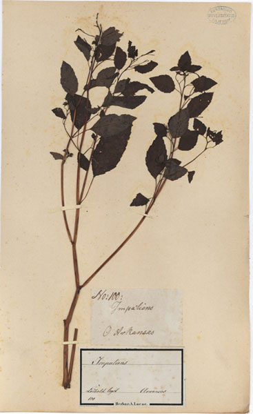 Impatiens spec.