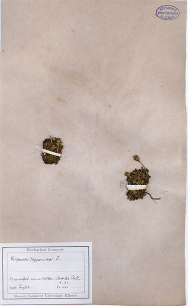 Diapensia lapponica