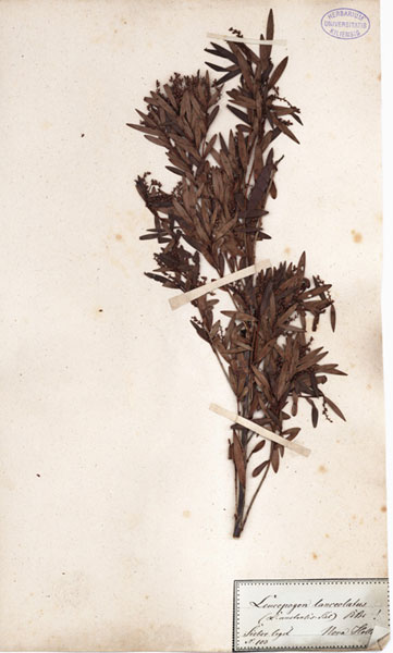 Styphelia lanceolata