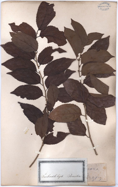 Casearia spec.