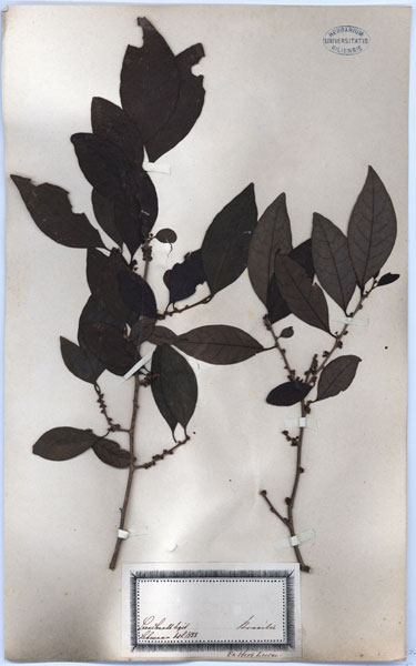 Casearia spec.