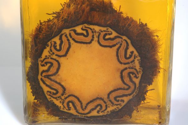 Cyathea australis Querschnitt
