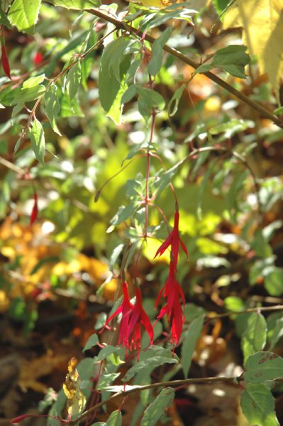 Fuchsia magellanica blühend