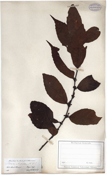 Maesa indica