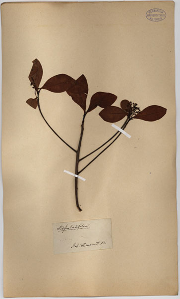 Ardisia spec.