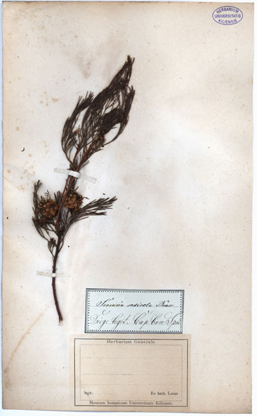 Serruria saxicola
