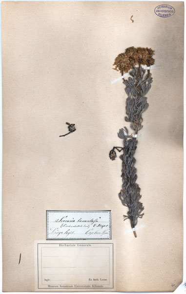 Serruria tomentosa