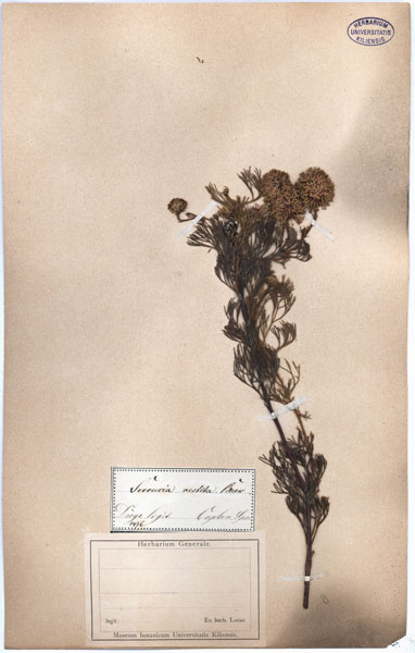 Serruria vestita