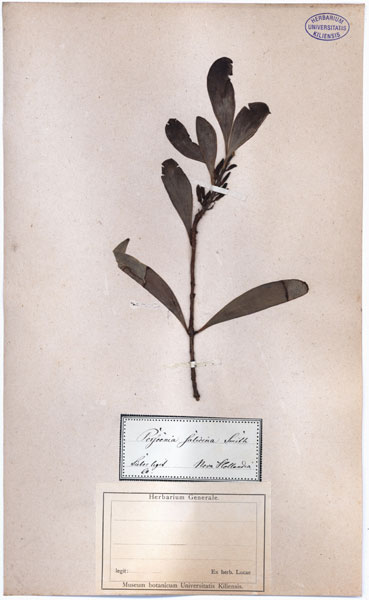Persoonia salicina