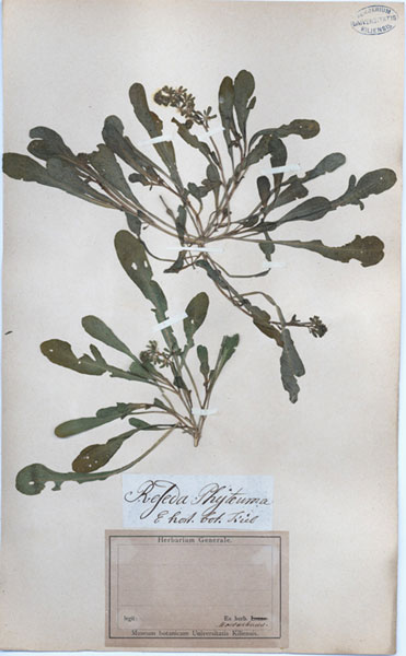 Reseda phyteuma