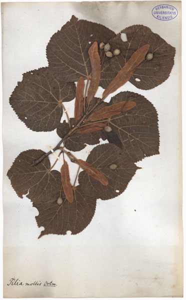 Tilia mollis