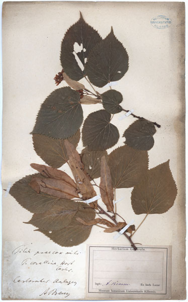 Tilia praecox