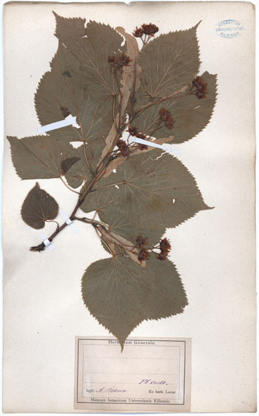 Tilia spec.