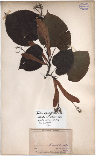 Tilia laxiflora
