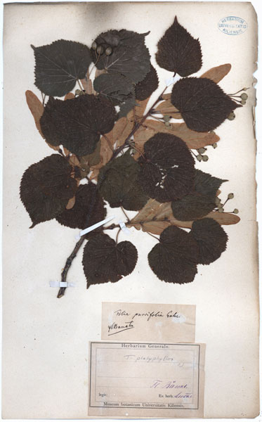Tilia platyphyllus