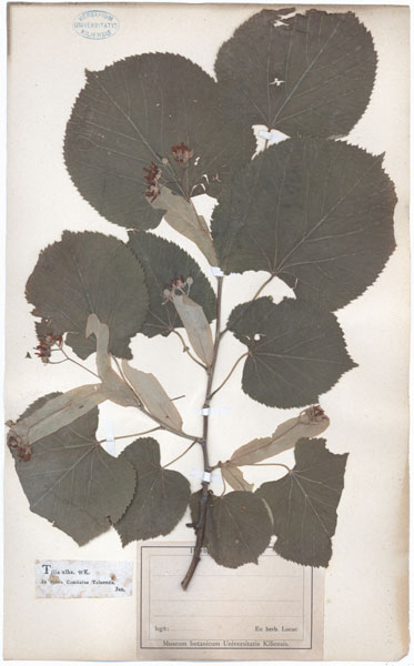 Tilia alba