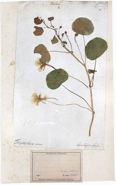 Tropaeolum minus
