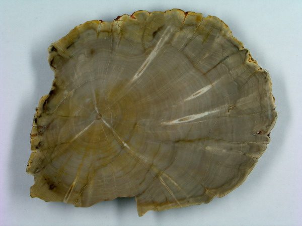 Holz