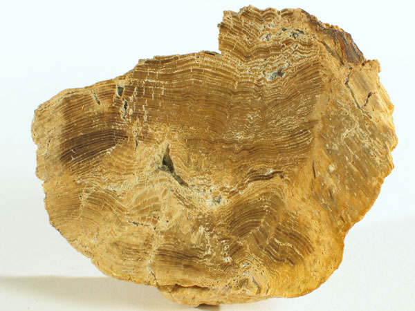 versteinertes Holz
