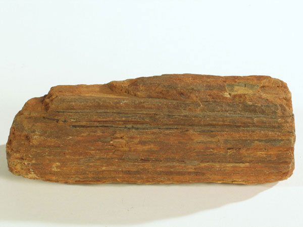 Versteinertes Holz