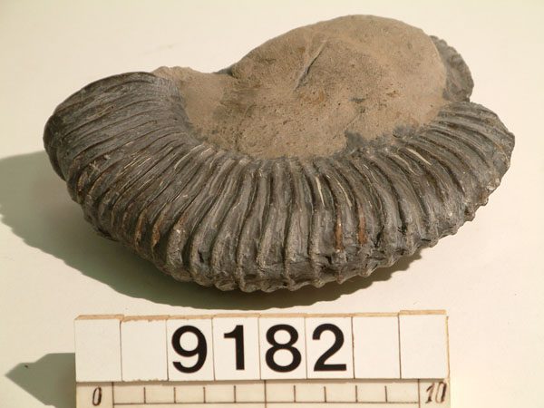 Slider Bild - http://www.europeana.eu/rights/rr-r/
