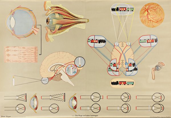 Das Auge und seine Leistungen