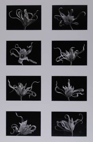 Flores Mortuae II