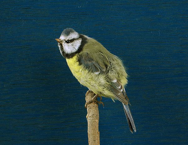 Slider Bild - CC BY-SA 4.0
