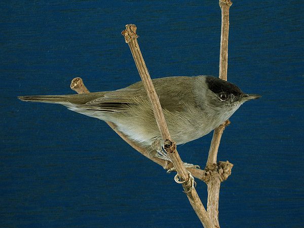 Slider Bild - CC BY-SA 4.0