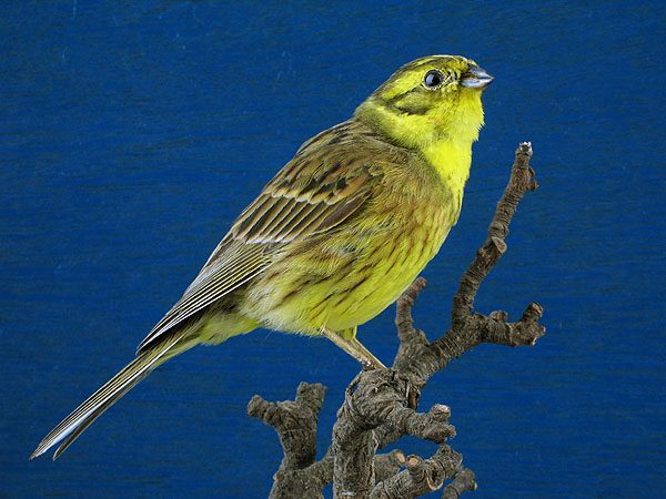 Slider Bild - CC BY-SA 4.0