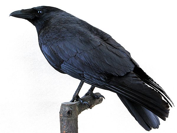 Rabenkrähe