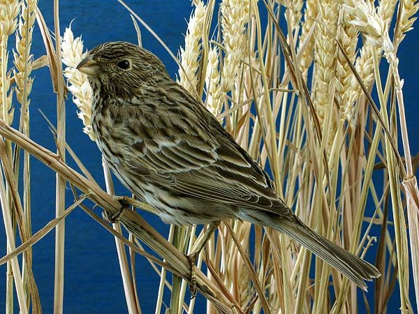 Slider Bild - CC BY-SA 4.0