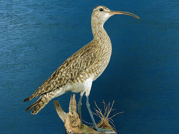 Regenbrachvogel