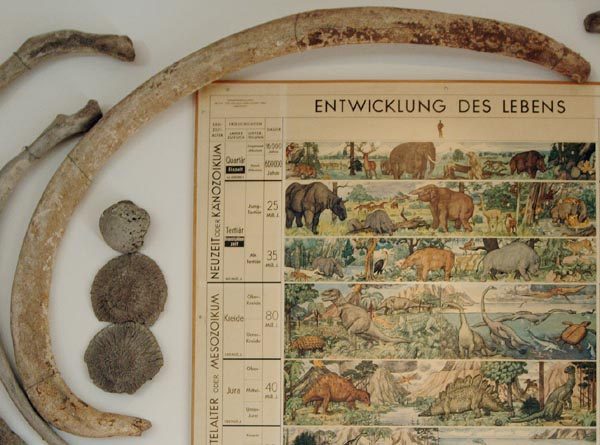 Walknochen