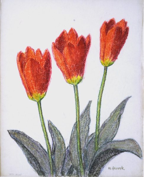 Drei Tulpenblüten