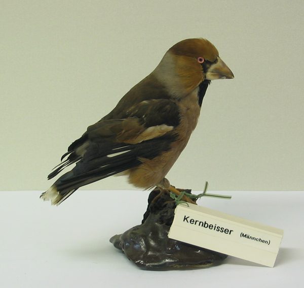 Kernbeißer
