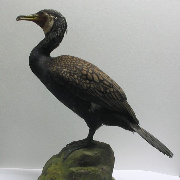 Kormoran