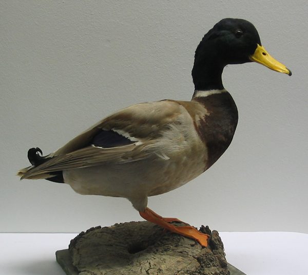 Stockente (männljch)